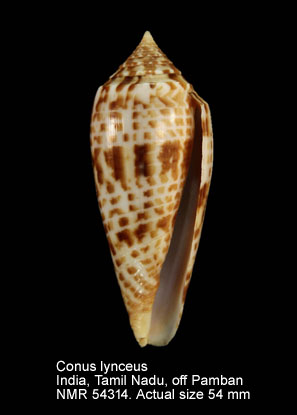 Conus lynceus (2).jpg - Conus lynceusG.B.Sowerby,1858